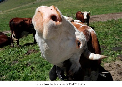 Abondance Cow In The French Alps.  France. 