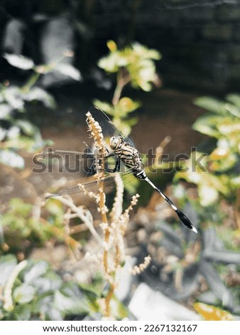 A dragonfly is a flying insect belonging to the infraorder Anisoptera below the order Odonata. About 3,000 extant species of true dragonfly are known. Most are tropical, with fewer species in temperat
