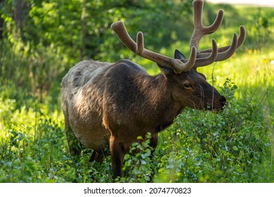 About 375 Elk Live In Jasper National Park,Alberta,Canada With Large Populations East Of The Park In The Foothills