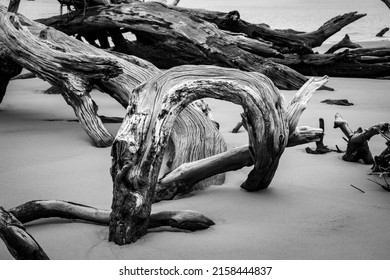 About This Beach Wall Art Black And White: Dead Tree Boneyard Beach Florida 5 is a dramatic coastal nature photograph of one of many wilting dead trees (driftwood) on Jacksonville Florida's Boneyard