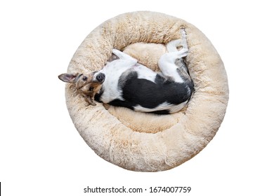 From above adorable mongrel dog looking aside while resting on fluffy dog bed isolated on white background