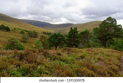 Above Allt Nam Bo, East Side Of Glen Feshie, Cairngorms, Scotland 
View To Coire Ruadh & Carn Ban Mor