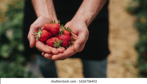 From above anonymous man demonstrating handful of strawberries harvested with love on summer day on farm - Powered by Shutterstock