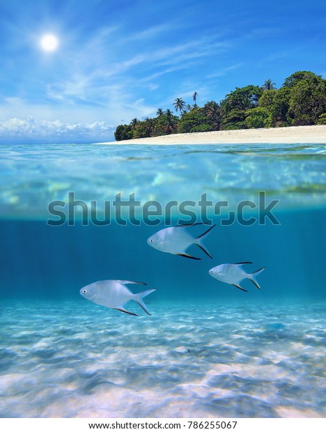 熱帯の島の海岸近くの海面の上下に パロメタの魚が カリブ海 パナマの砂海の上を水中で泳いでいる の写真素材 今すぐ編集