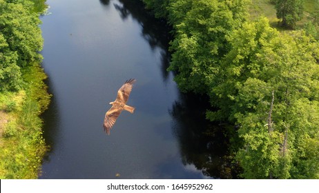Above the Black kite (Milvus migrans) flying above the river and forest