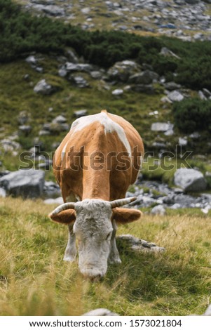 Similar – und du? Berge u. Gebirge