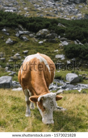 Similar – und du? Berge u. Gebirge