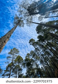Above the canopy of deep forest, there lies a beautiful sky without limit.