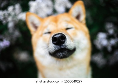 From Above Cute Dog Sitting Near Blooming Lilac Shrub With Green Leaves And Looking At Camera In Morning In Saint Petersburg, Russia. Blurred Face And Focused On Nose