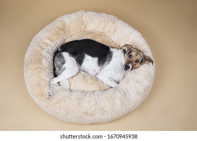 From Above Cute Mongrel Dog Looking At Camera While Resting On Fluffy Dog Bed At Home