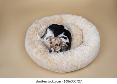 From Above Cute Mongrel Dog Looking At Camera While Resting On Fluffy Dog Bed At Home