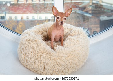 From Above Cute Small Pedigreed Toy Terrier Sitting On Fluffy Soft Dog Bed On Windowsill