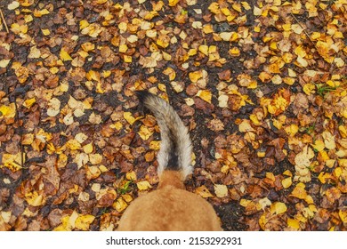 From Above Dog Tail In Leaves Close Up