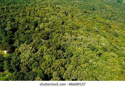 Above the forest