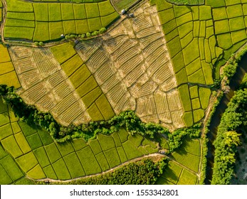 Above Golden Paddy Field During Harvest Season. Beautiful Field Sown With Agricultural Crops And Photographed From Above.
Top View Agricultural Landscape Areas The Green And Yellow Rice Fields.