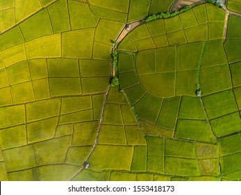 Above golden paddy field during harvest season. Beautiful field sown with agricultural crops and photographed from above.
top view agricultural landscape areas the green and yellow rice fields.