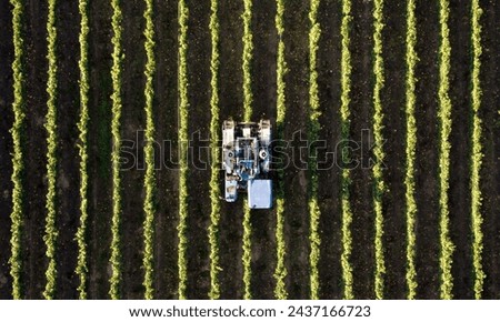 Above golden paddy field during harvest season. Beautiful field sown with agricultural crops and photographed from above. top view agricultural landscape areas the green and yellow rice fields.
