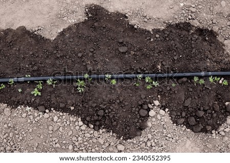 Above ground soaker hose in vegetable garden, watering young growing carrots outdoors in spring. Showing wet soil around soaker hose.