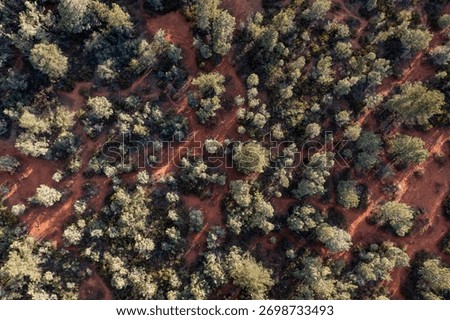 Above looking down on trees and red earth