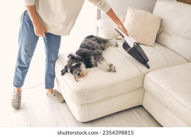 Desde arriba, perro Schnauzer de la Miniatura tendido en el suelo laminado cerca de la cosecha de una mujer anónima dueña en un apartamento de limpieza de pantuflas y jeans.