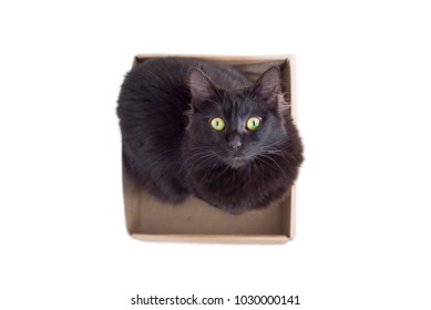 Above Portrait Of Isolated Black Angora Cat Sitting In A Paper Box, Looking Up