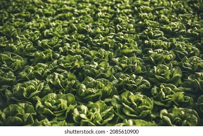 From Above Rows Of Fresh Green Lettuce Plant Growing In Hothouse On Sunny Day As Abstract Background