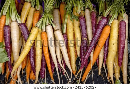 Image, Stock Photo Colorful variety of carrots from the vegetable garden