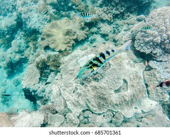 From above striped fish swimming in the water in a coral reef. Horizontal underwater shot.