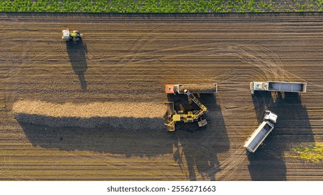 Above top view, agricultural loader as transferring freshly harvested mature sugar beet roots into trailer for transportation. Shift of trucks, loaded leaves the place of loading crop with full body