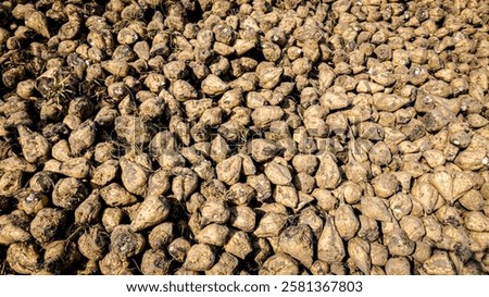 Similar – Image, Stock Photo Vegetables | bunch beet, parsley and cocktail tomatoes