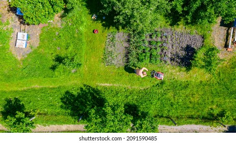 Above Top View On Gardener As He Is Cutting Grass, In His Yard, Orchard Among Fruit Trees, With Motor Lawn Mower. 