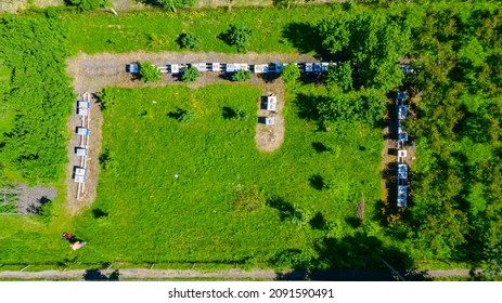 Above Top View Over Beekeeper As Cutting Grass Among Beehives Arranged In A Row, Line, Bee Colony With Motor Lawn Mower. 