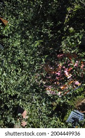 Above Vertical Shot Of Trees, Sun Umbrella And Garden Furniture                               