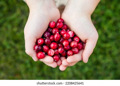 Above view of child hands holding pile of fresh red cranberries known as Vaccinium oxycoccos or marshberry picked from marsh. Healthy snack full of vitamins. - Powered by Shutterstock