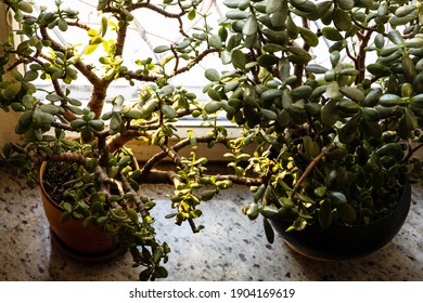 Above View Of Crassula Houseplants In Flowerpots On Granite Sill Illuminated By Sun Through Window