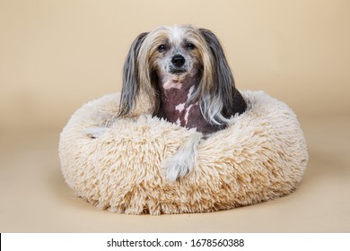 From above view at Cute purebred Chinese crested dog looking at camera while resting on fluffy dog bed at home