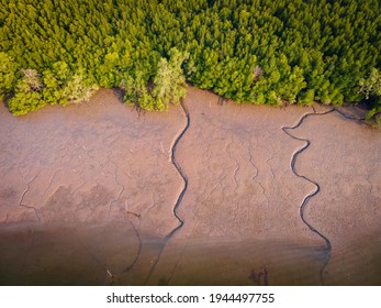 Above View From Drone Of Mangrove Forest, 