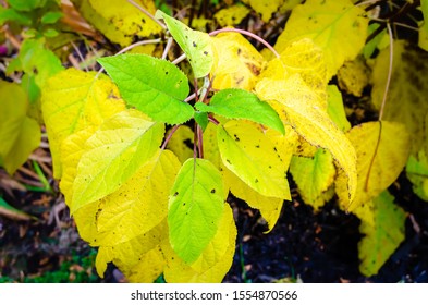 Yellow Hydrangea Hd Stock Images Shutterstock
