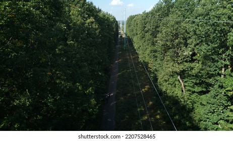 Above View Of  Forest With Power Lines. Aerial View.