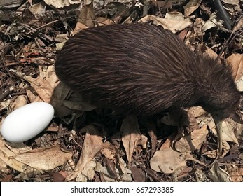 Above View Of A North Island Brown Kiwi (Apteryx Mantelli) Bird And An Egg In It's Natural Habitat At Night.