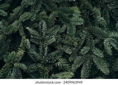 Above view on pine tree branches. Christmas frame on the background of the Christmas tree, New Year theme.