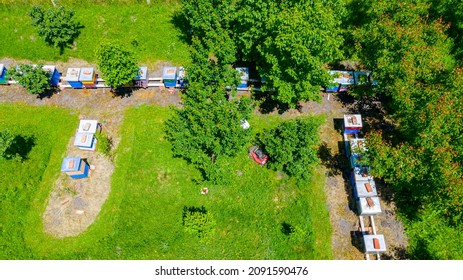 Above View Over Beekeeper As Cutting Grass Among Beehives Arranged In A Row, Line, Bee Colony With Motor Lawn Mower. 