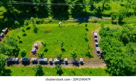 Above View Over Beekeeper As Cutting Grass Among Beehives Arranged In A Row, Line, Bee Colony With Motor Lawn Mower. 