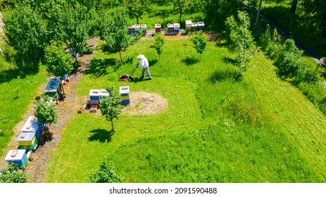 Above View Over Beekeeper As Cutting Grass Among Beehives Arranged In A Row, Line, Bee Colony With Motor Lawn Mower. 