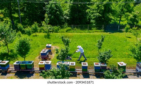 Above View Over Beekeeper As Cutting Grass Among Beehives Arranged In A Row, Line, Bee Colony With Motor Lawn Mower. 