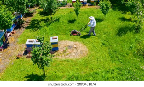 Above View Over Beekeeper As Cutting Grass Among Beehives Arranged In A Row, Line, Bee Colony With Motor Lawn Mower. 