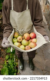 Above View Of Senior Woman In Workwear Holding Pile Of Fresh Ripe Tasty Apples In Apron Grown In The Garden By Summer House