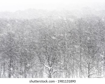 Above View Of Snow Blizzard Over Forest On Overcast Winter Day