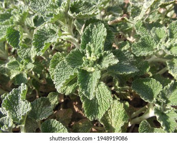 Above view of white horehound in spring