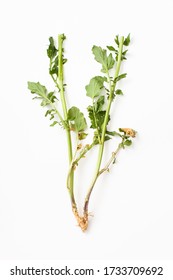 Aboveground part of the stems with leaves bittercress on a white background. It is used for obtaining juice in the treatment of male infertility and used in cooking.